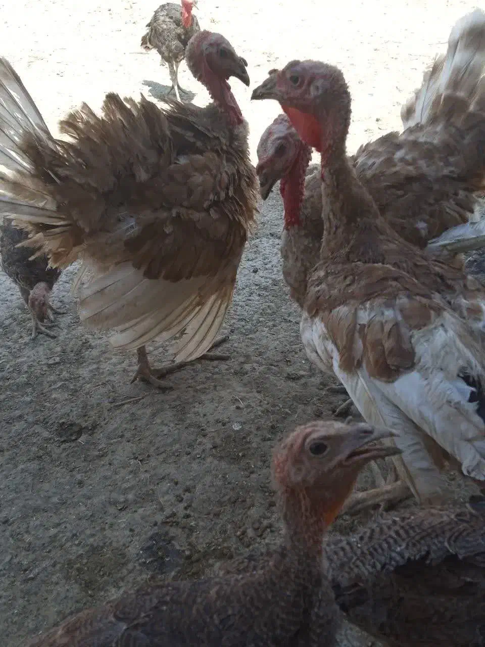 بوقلمون های جوان|حیوانات مزرعه|اصفهان, جلوان|دیوار