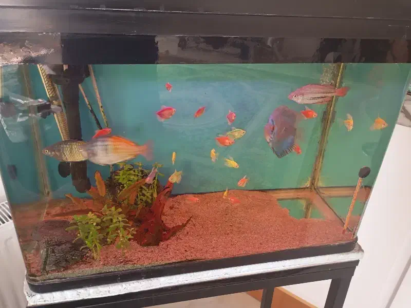 آکواریوم|ماهی|کرمان, |دیوار