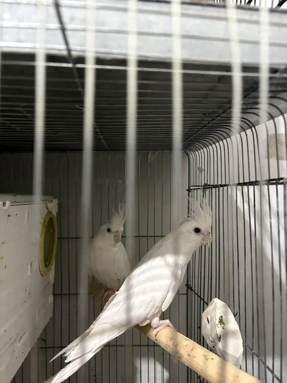 عروس هلندی آلبینو مولد|پرنده|شهریار, شهرک عباس پور|دیوار