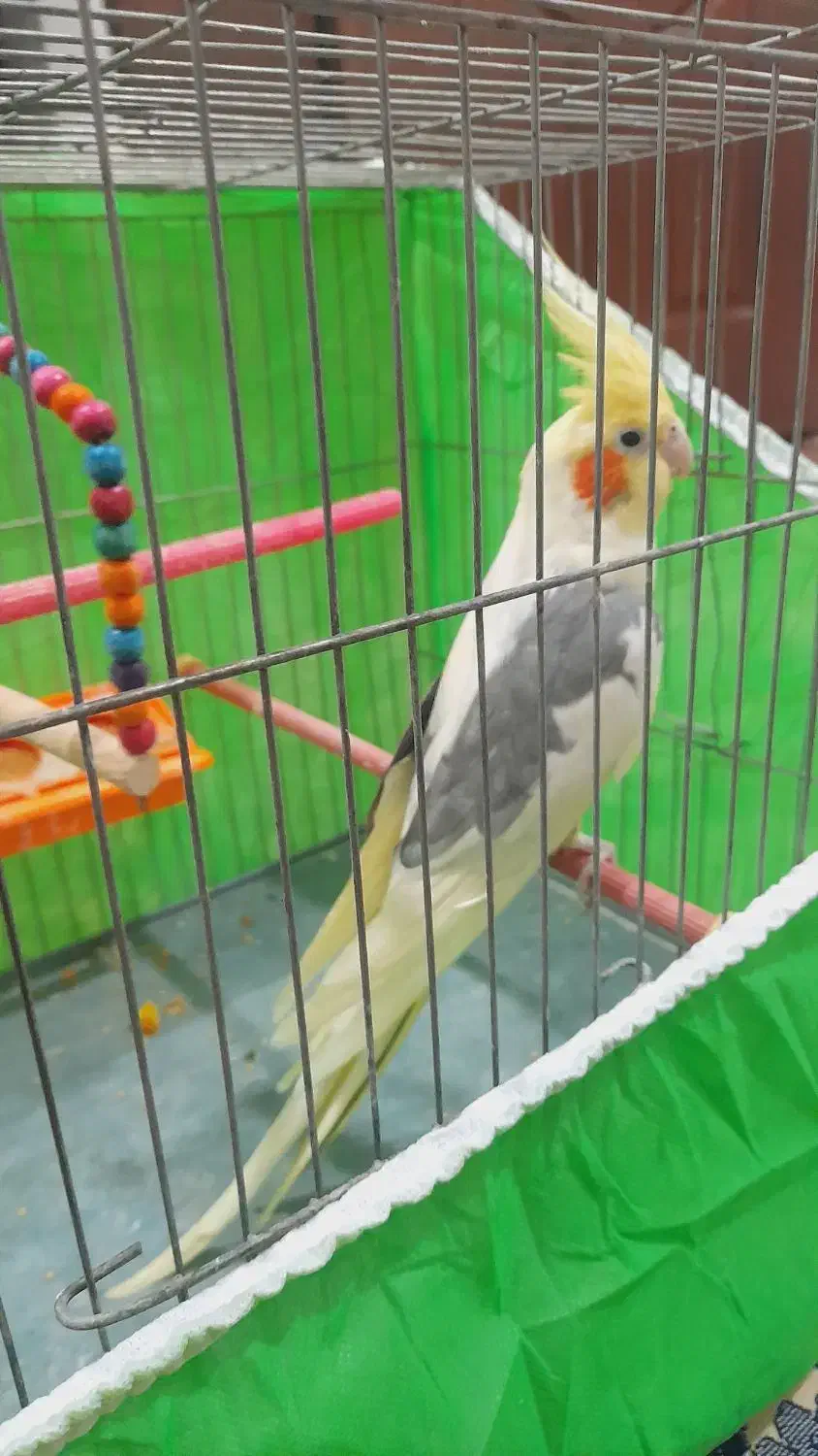 عروس هلندی معاوضه با قناری|پرنده|خوی, |دیوار