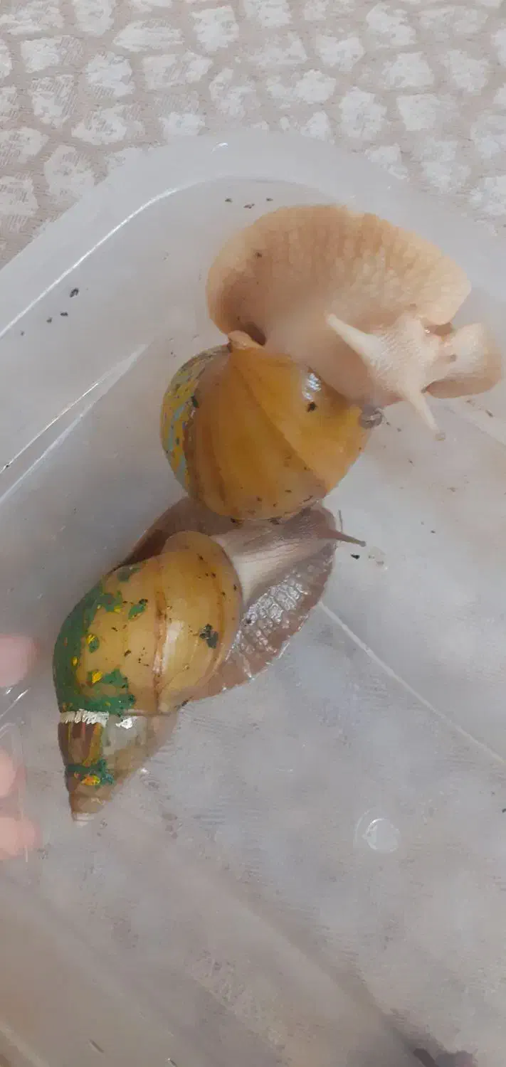 حلزون آچیتینا  ۲عدد|خزنده|تهران, جیحون|دیوار