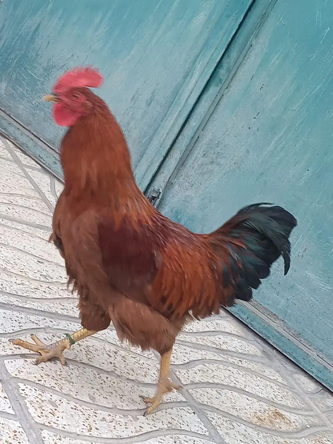 خروس|حیوانات مزرعه|بیلوار, |دیوار