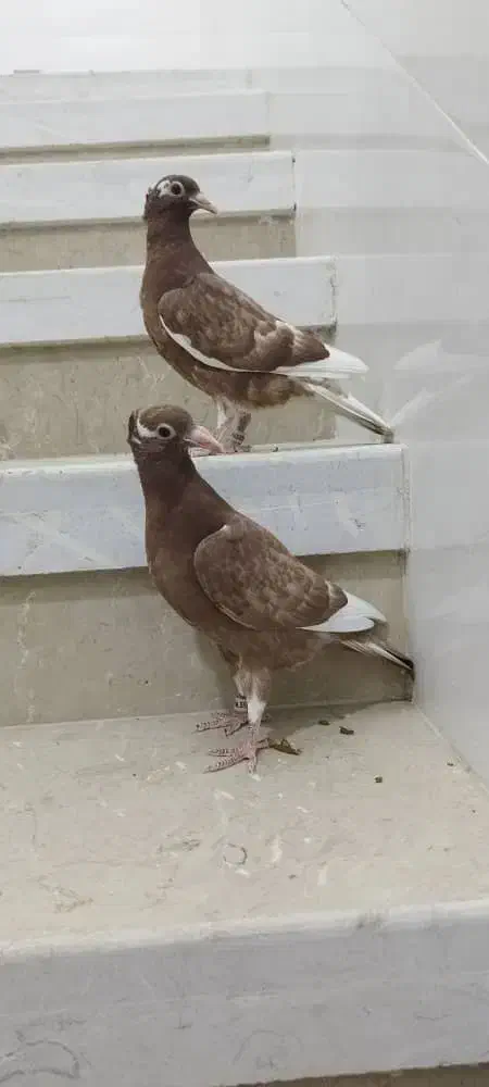 جوجه میولمنز کاکولی|پرنده|یزد, |دیوار