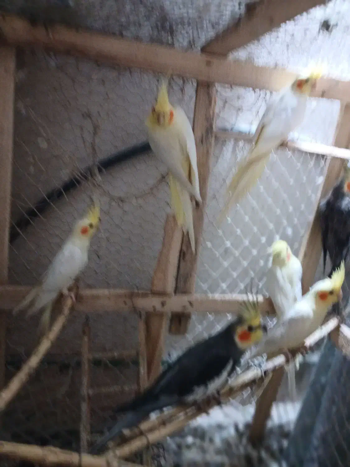 عروس هلندی|پرنده|رشت, شهرک شهید مفتح|دیوار