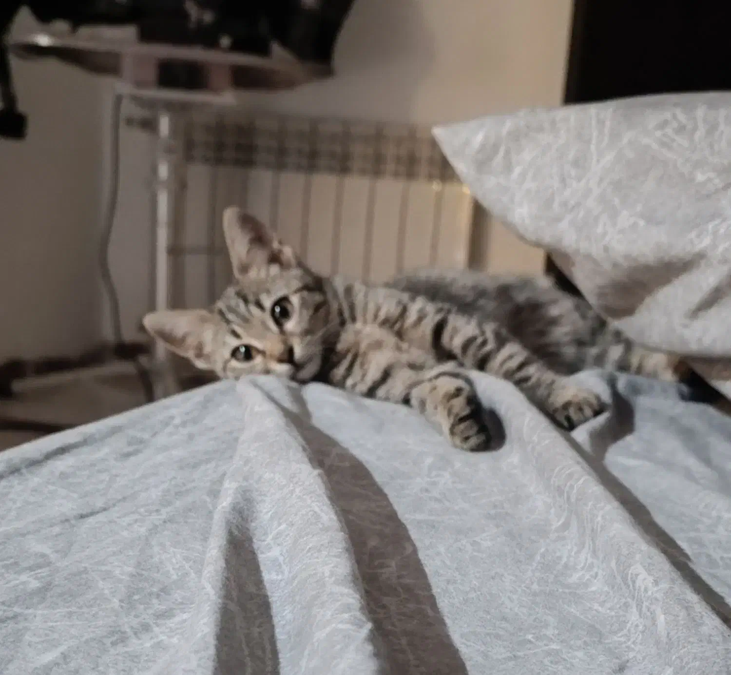 بچه گربه|گربه|کرج, گوهردشت|دیوار