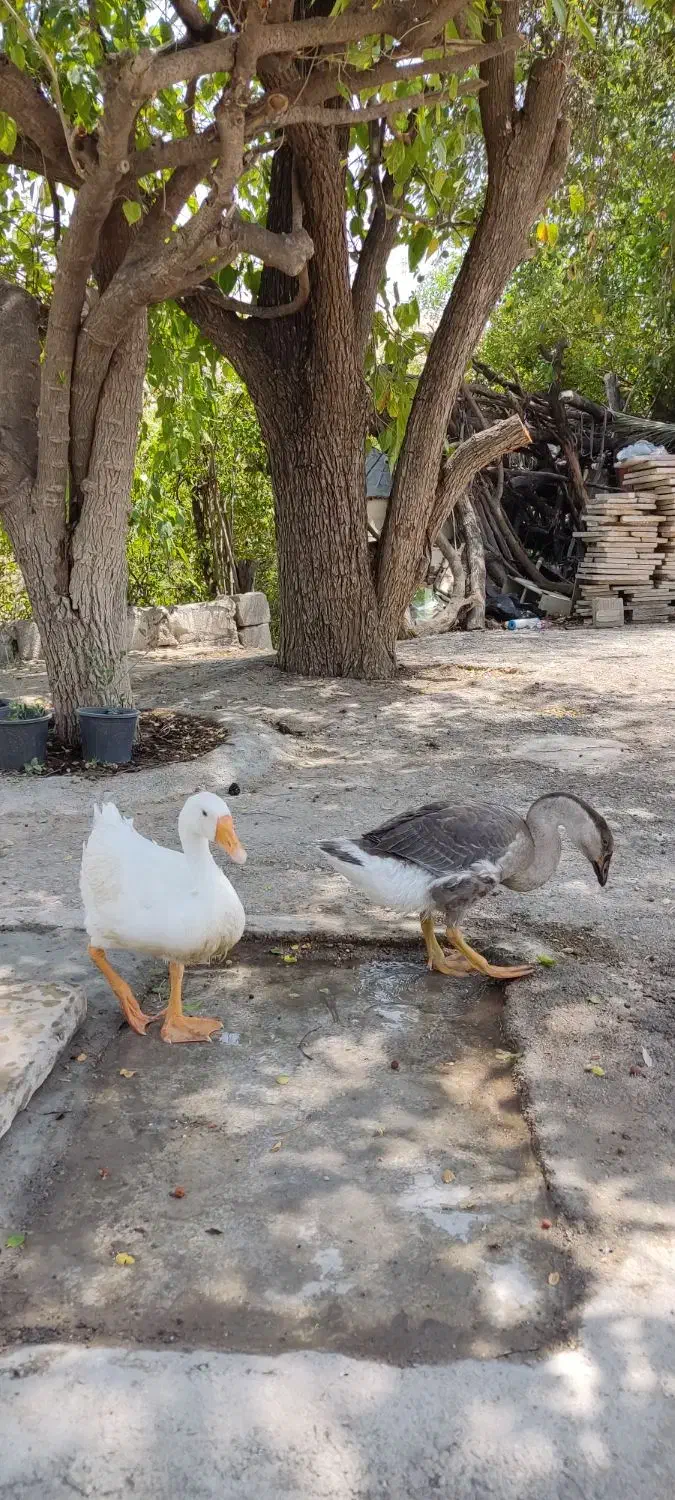 یه جفت غاز|حیوانات مزرعه|دوگنبدان, |دیوار