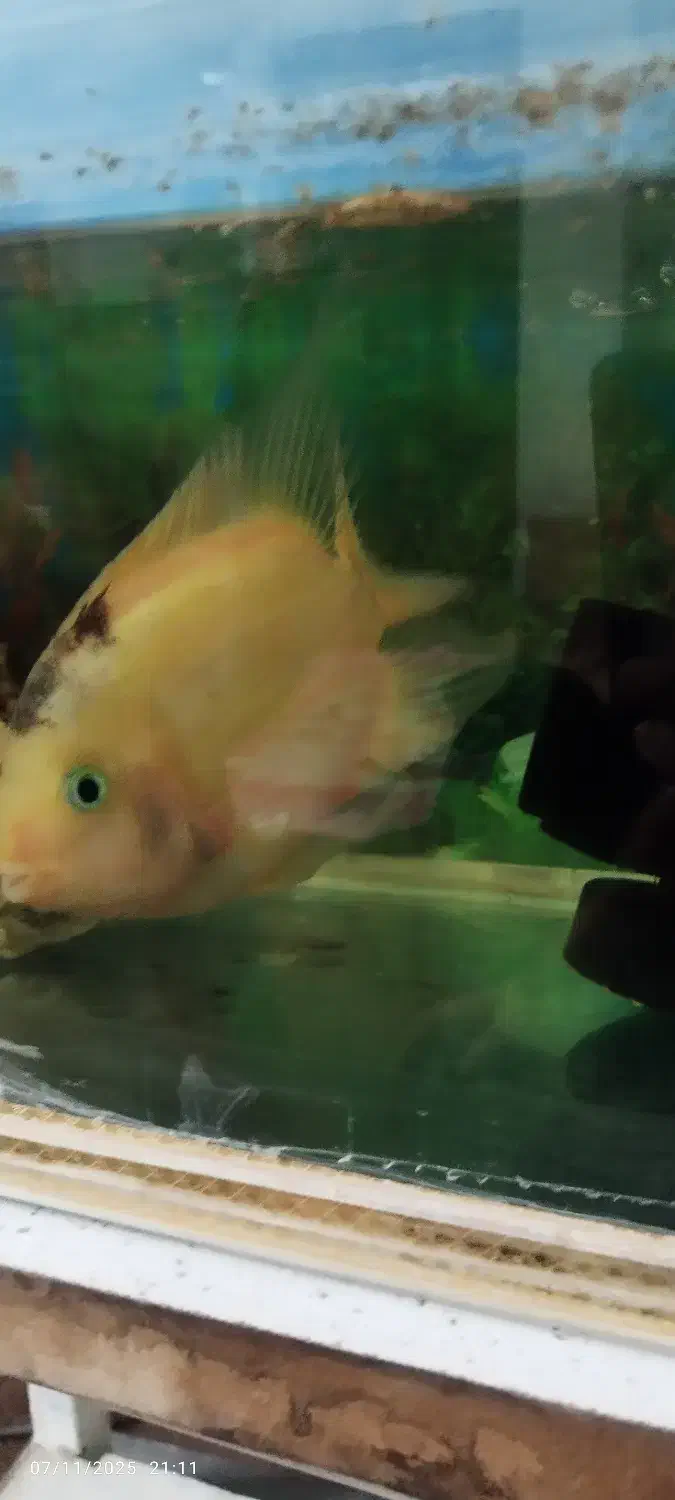 ماهی|ماهی|ری, علایین|دیوار