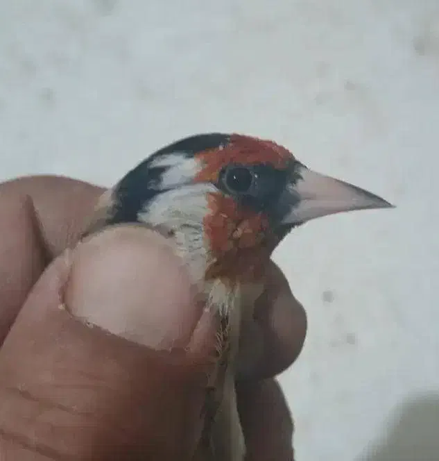 عکس اول نمایش هست معاوضه با پرنده|پرنده|زرقان, |دیوار