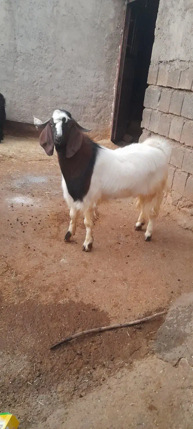 بزغاله چاق|حیوانات مزرعه|ایلام, |دیوار