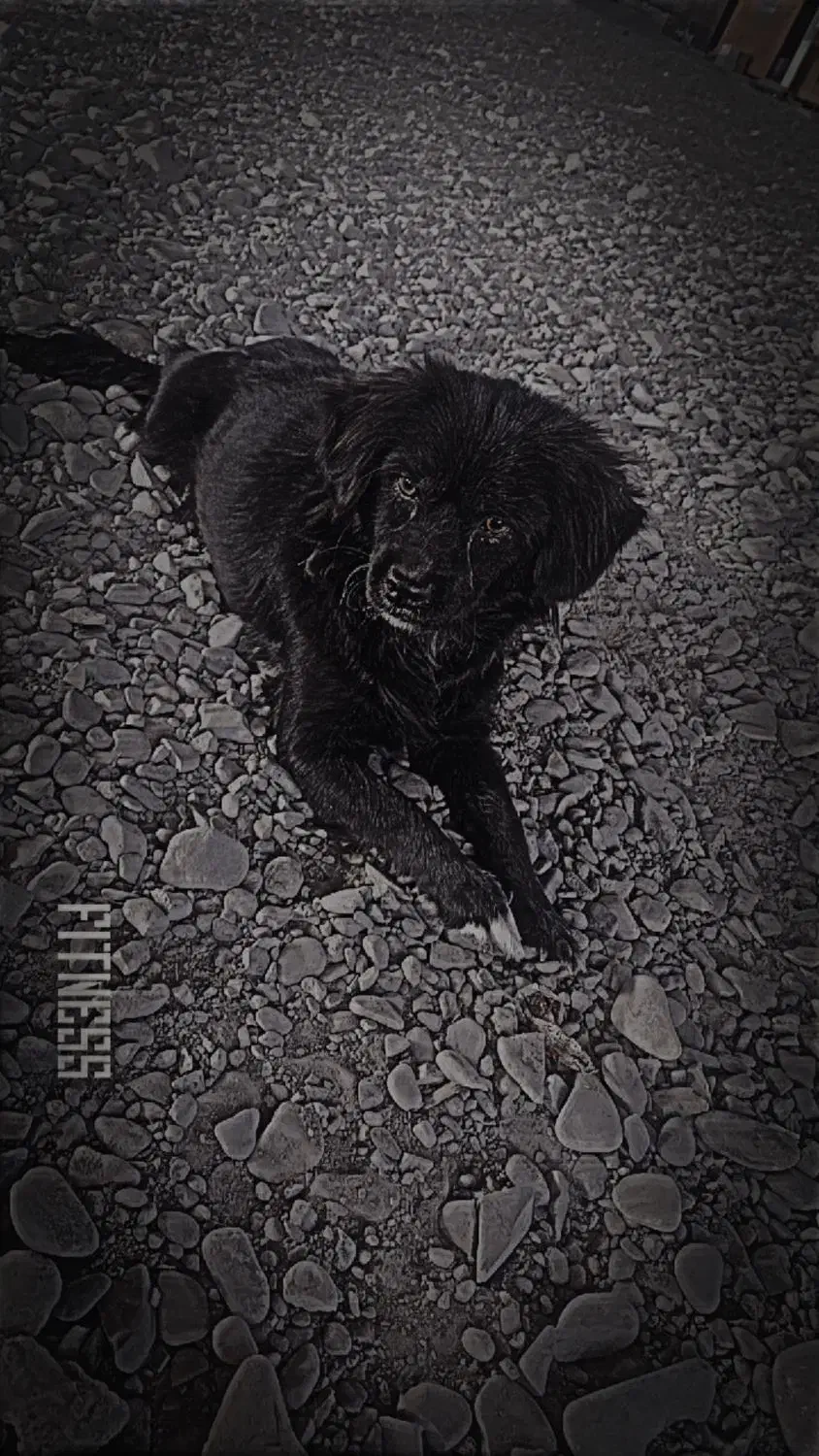 سگ پشمالو|سگ|تهران, صفا|دیوار