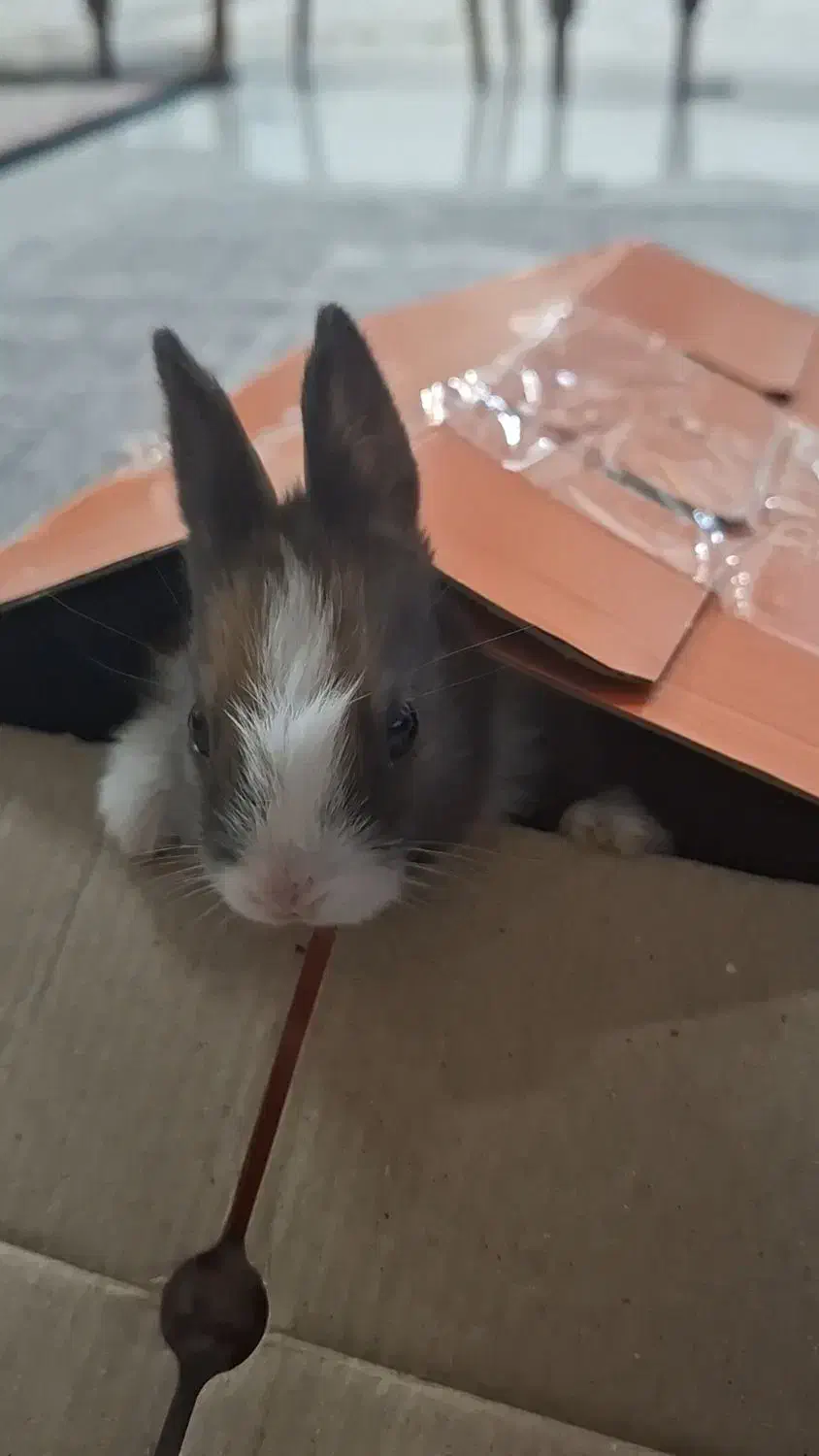 خرگوش مینیاتوری نر به همراه یک قفس|موش و خرگوش|کرمانشاه, |دیوار