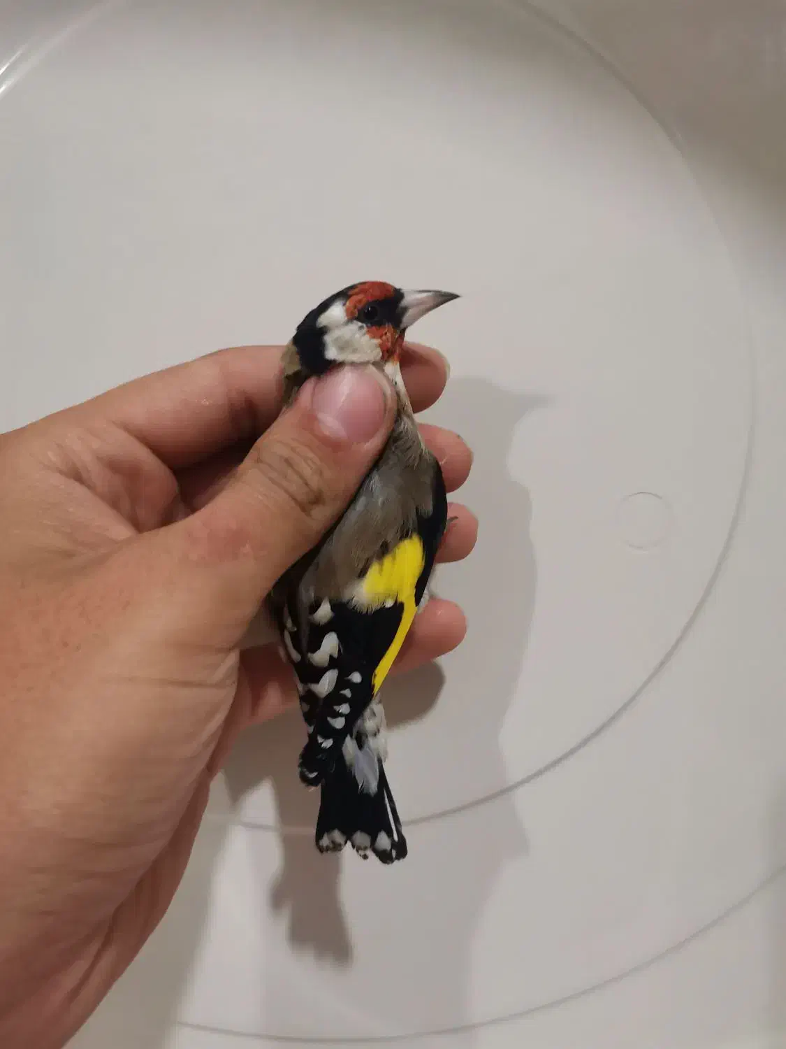 سهره نر ماده|پرنده|خوی, |دیوار