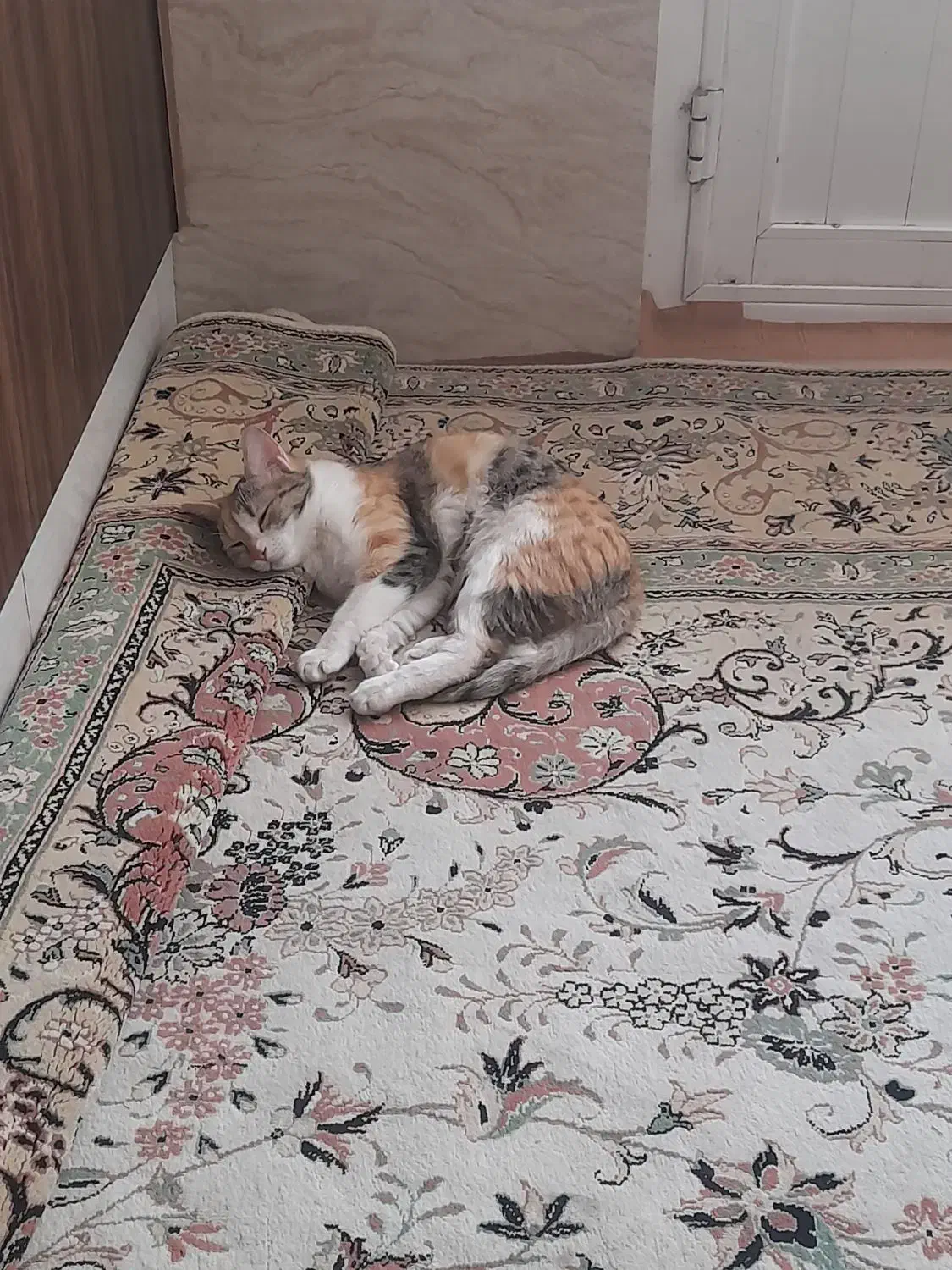 واگذاری گربه ماده واکسیناسیون شده|گربه|خمینی‌شهر, |دیوار