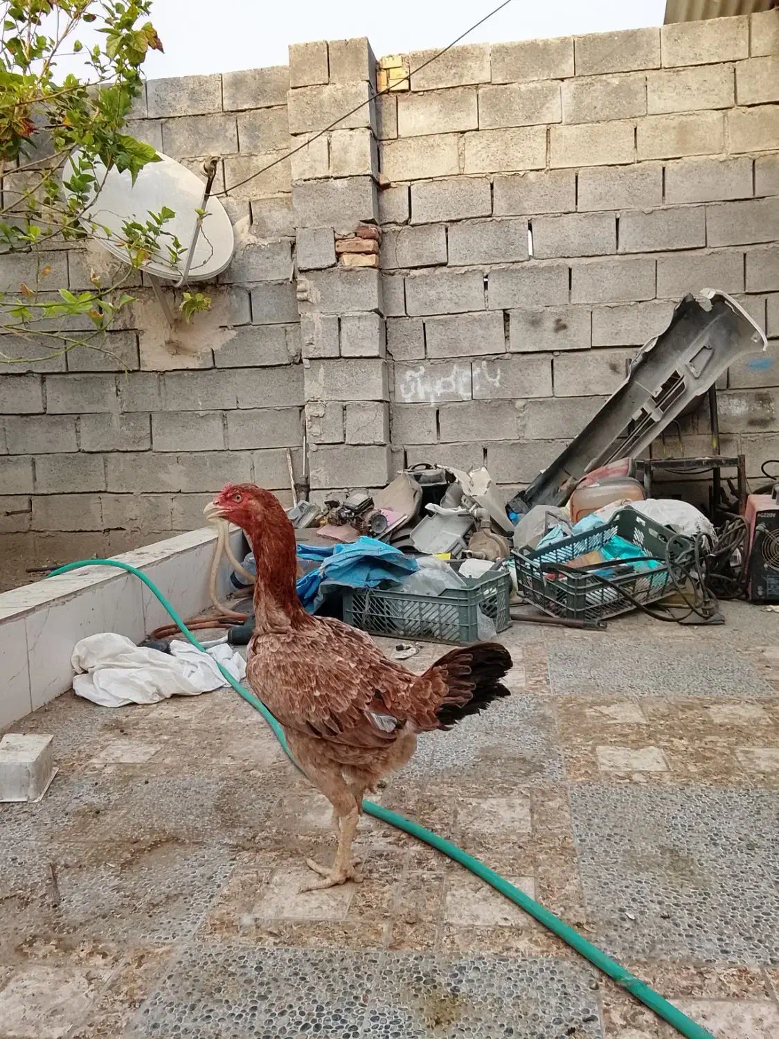 دوعدد ماده بسیار ذات بالا|حیوانات مزرعه|میناب, |دیوار