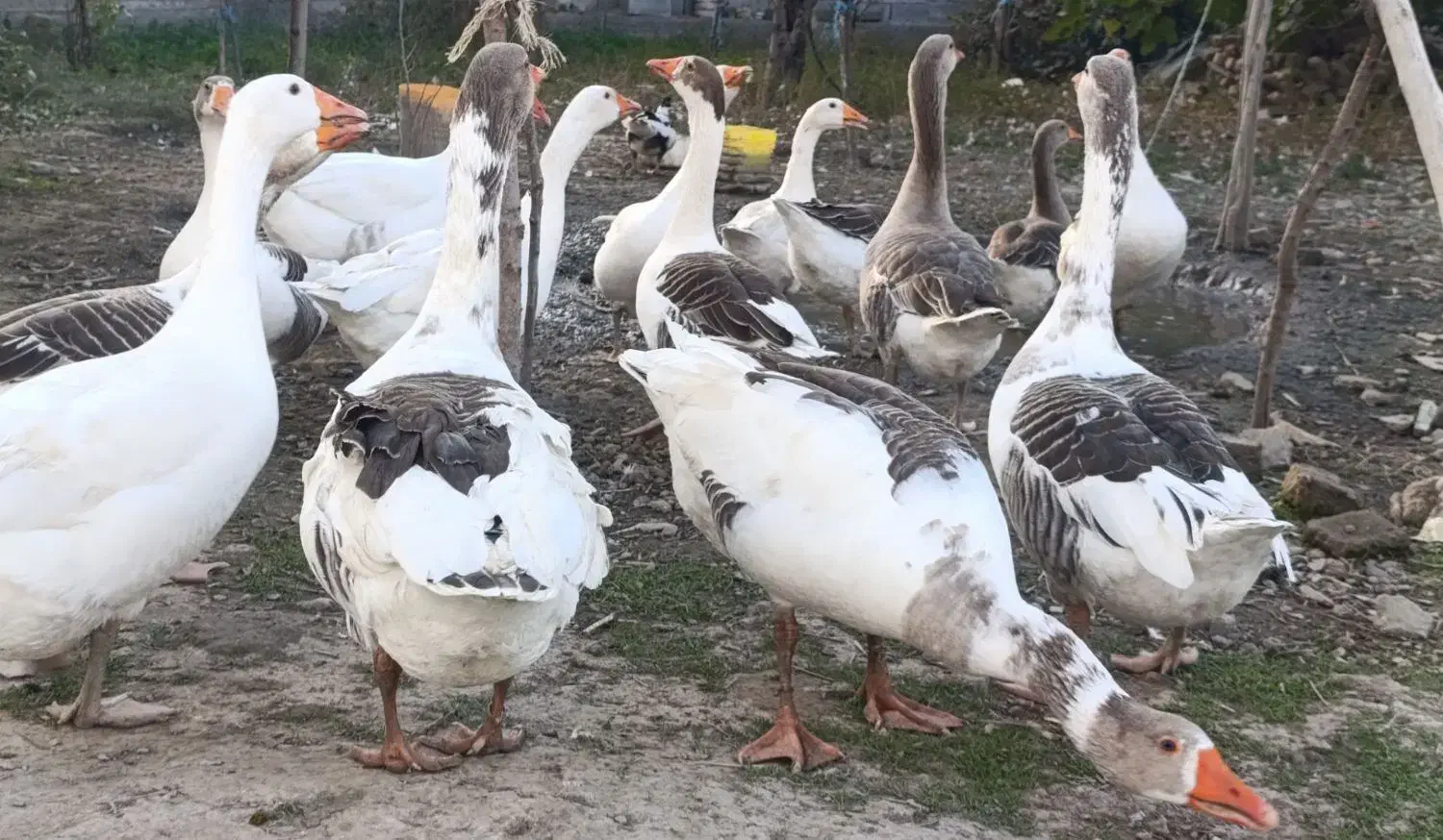 غازهای نر بزرگ|حیوانات مزرعه|سیمین شهر, |دیوار