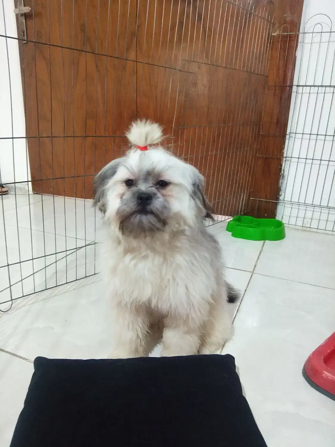 واکذاری سگ خانوم واقا پسر|سگ|پردیس, فاز ۱۱|دیوار