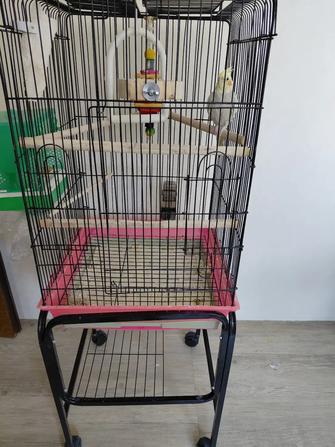 عروس هلندی پاستیل فیس ایزابلا|پرنده|میاندوآب, |دیوار