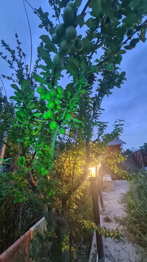 باغچه|فروش زمین و ملک کلنگی|شهریار, بکه|دیوار