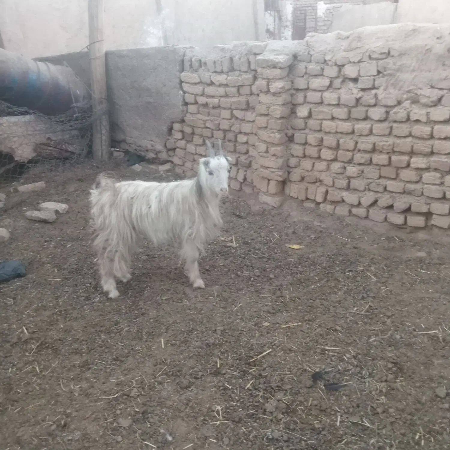 3 راس بزغاله ماده عالی|حیوانات مزرعه|جوادآباد, |دیوار