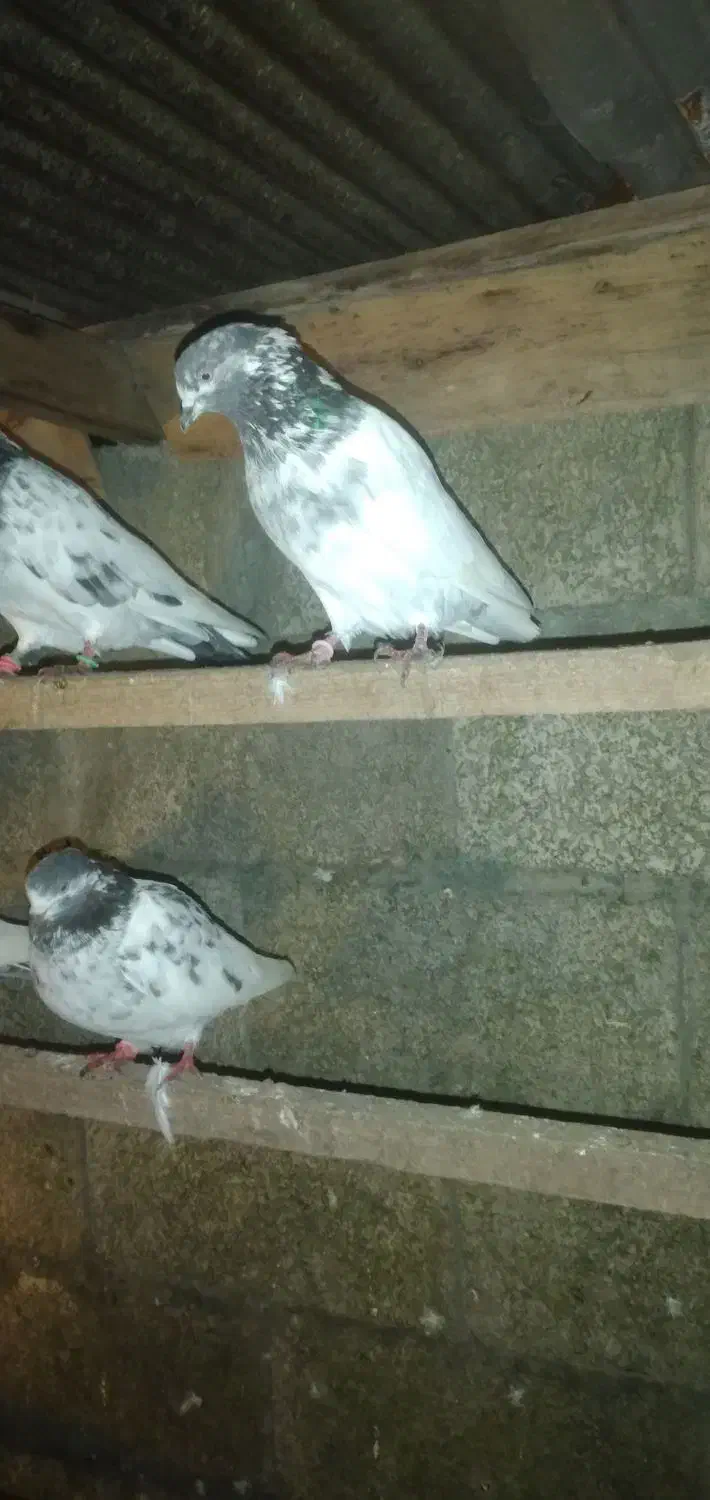 کبوتر پاکستانی|پرنده|بندر انزلی, پرستار|دیوار