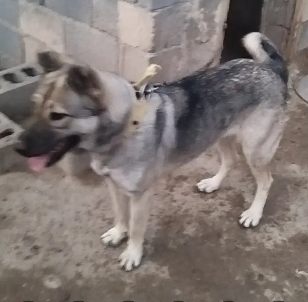 ماده عراقی|سگ|خمین, |دیوار