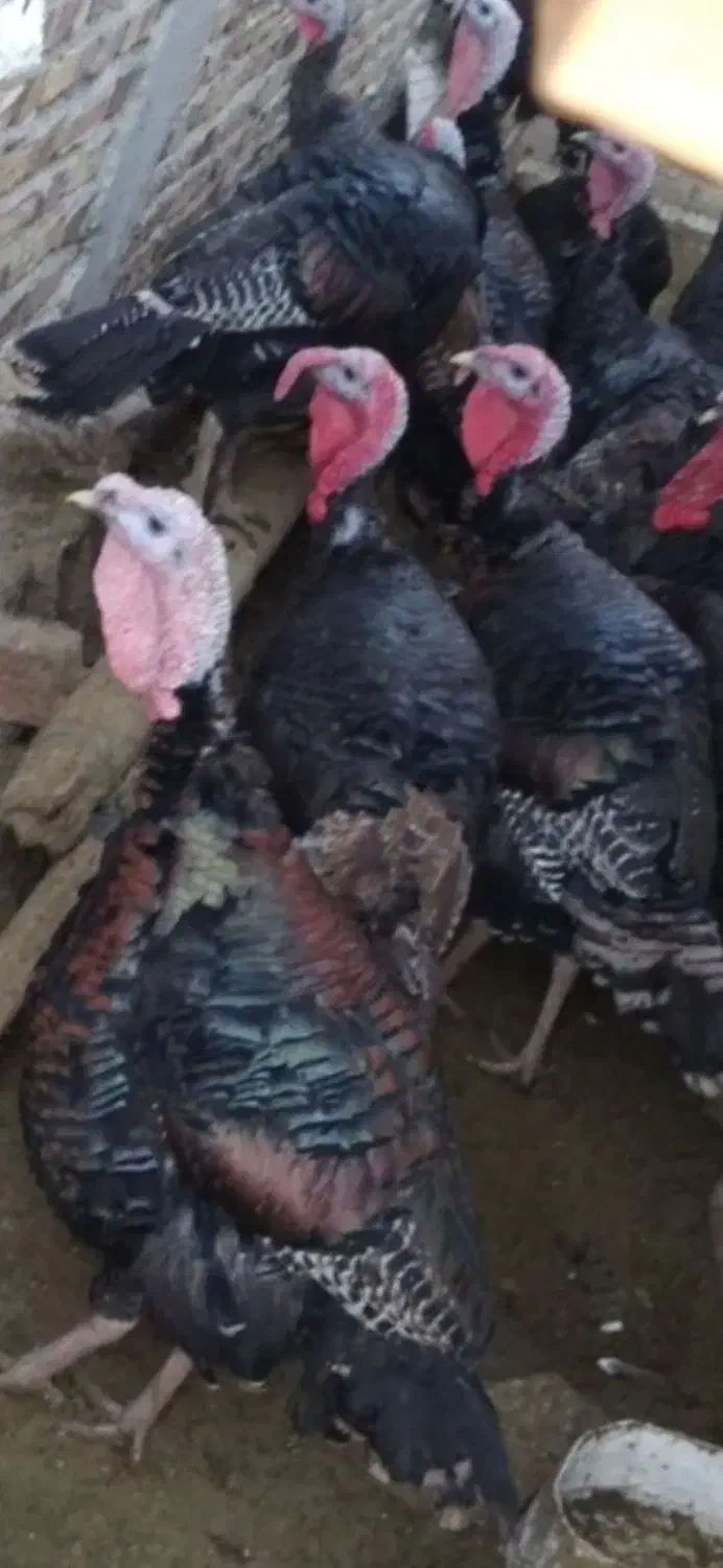 بوقلمون|حیوانات مزرعه|کنگاور, |دیوار