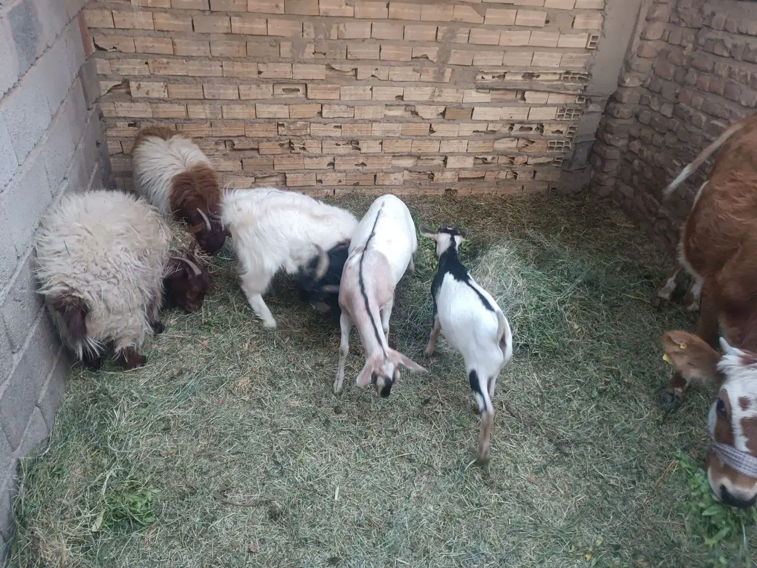 گوسفند معامله ای|حیوانات مزرعه|نرماشیر, |دیوار