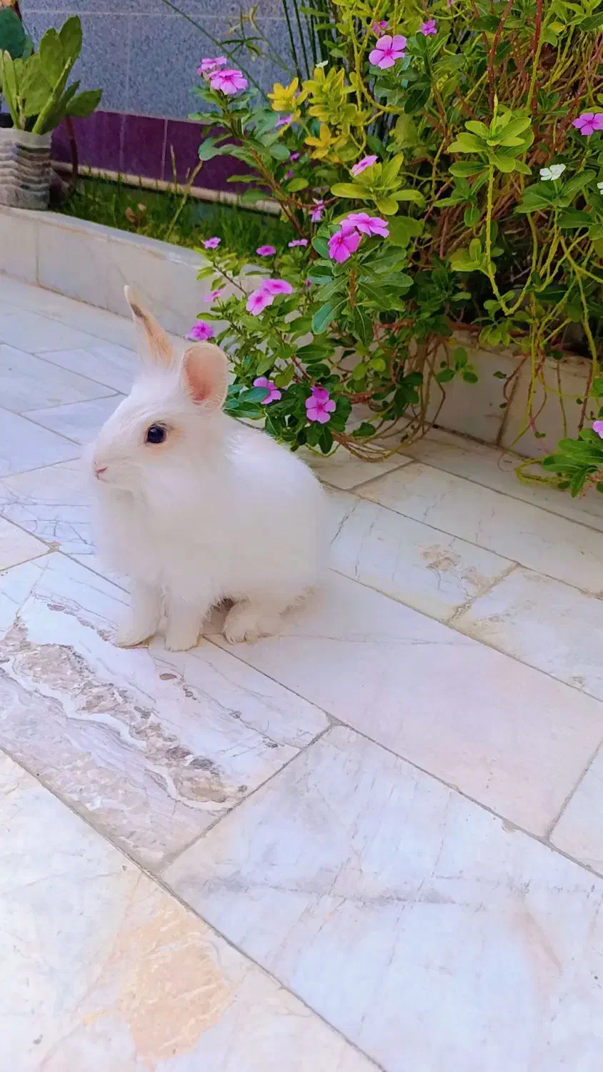 واگذاری خرگوش سفید لوپ بالغ نر|موش و خرگوش|زابل, |دیوار