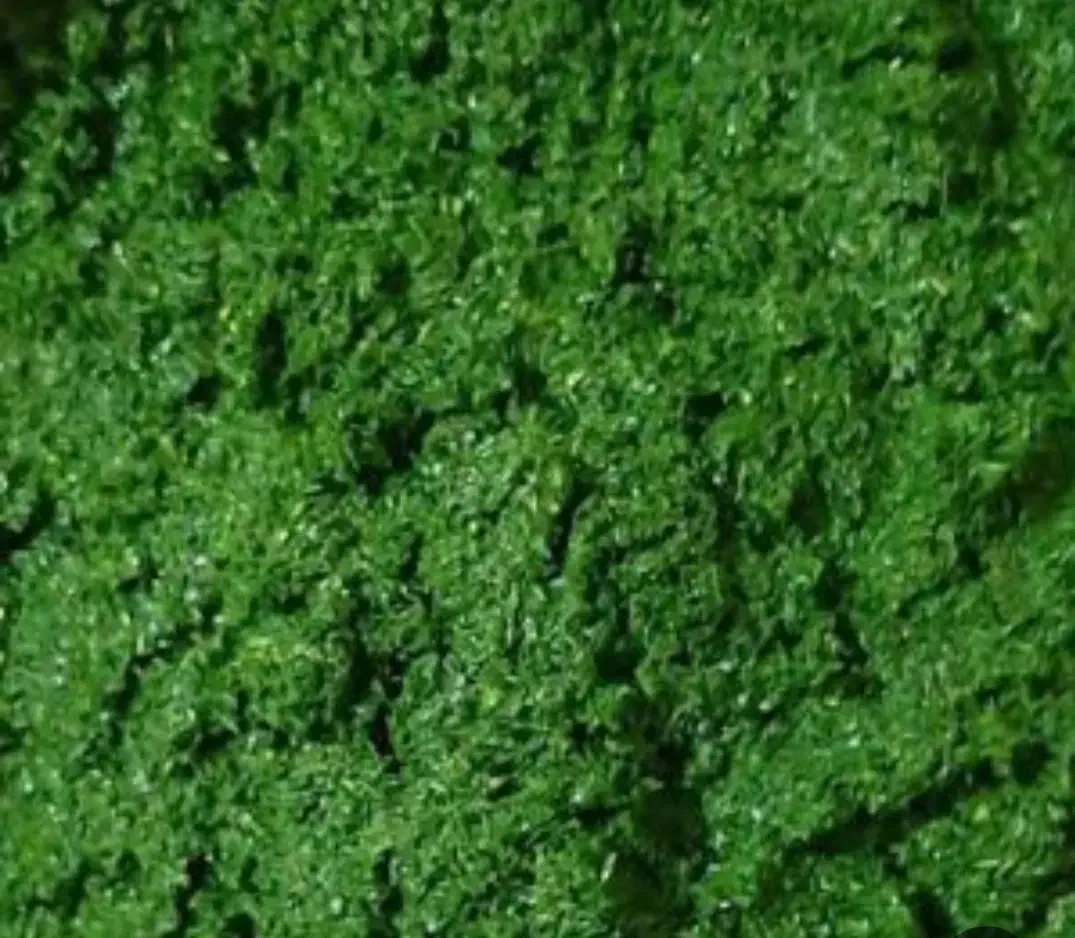 فروش انواع سبزی اماده با قیمت مناسب|خوردنی و آشامیدنی|اهواز, کوی مندلی(سه راه خرمشهر)|دیوار