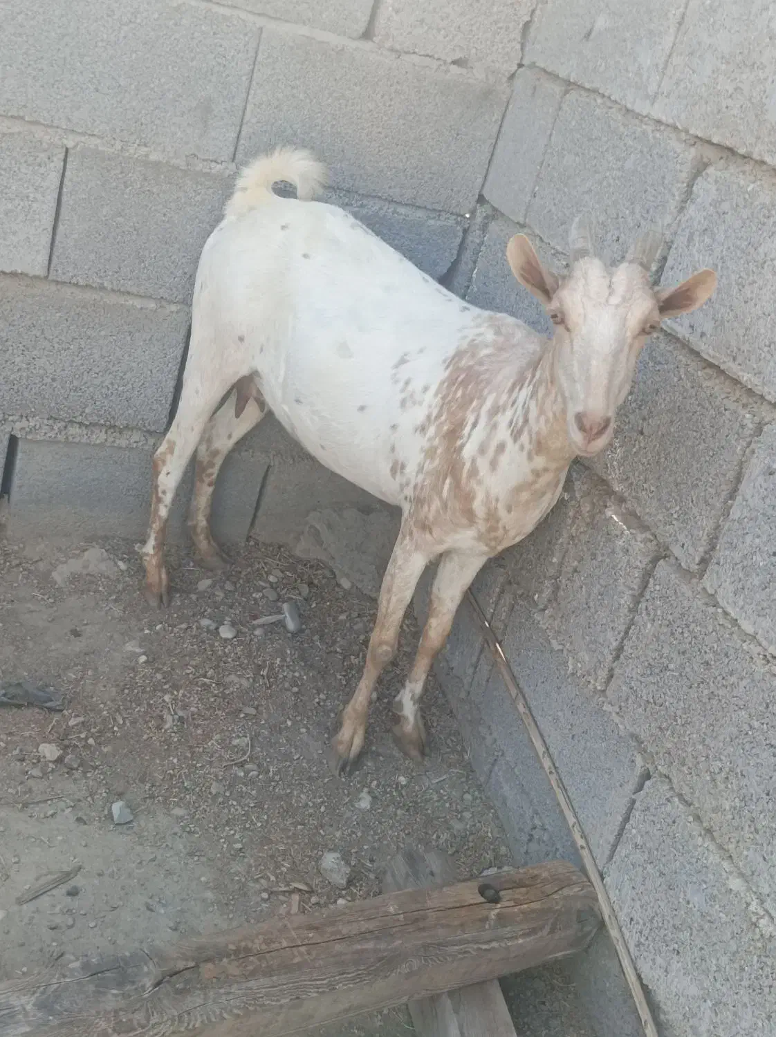 بز آبستن ۲ ماه به بالا|حیوانات مزرعه|بندرعباس, |دیوار