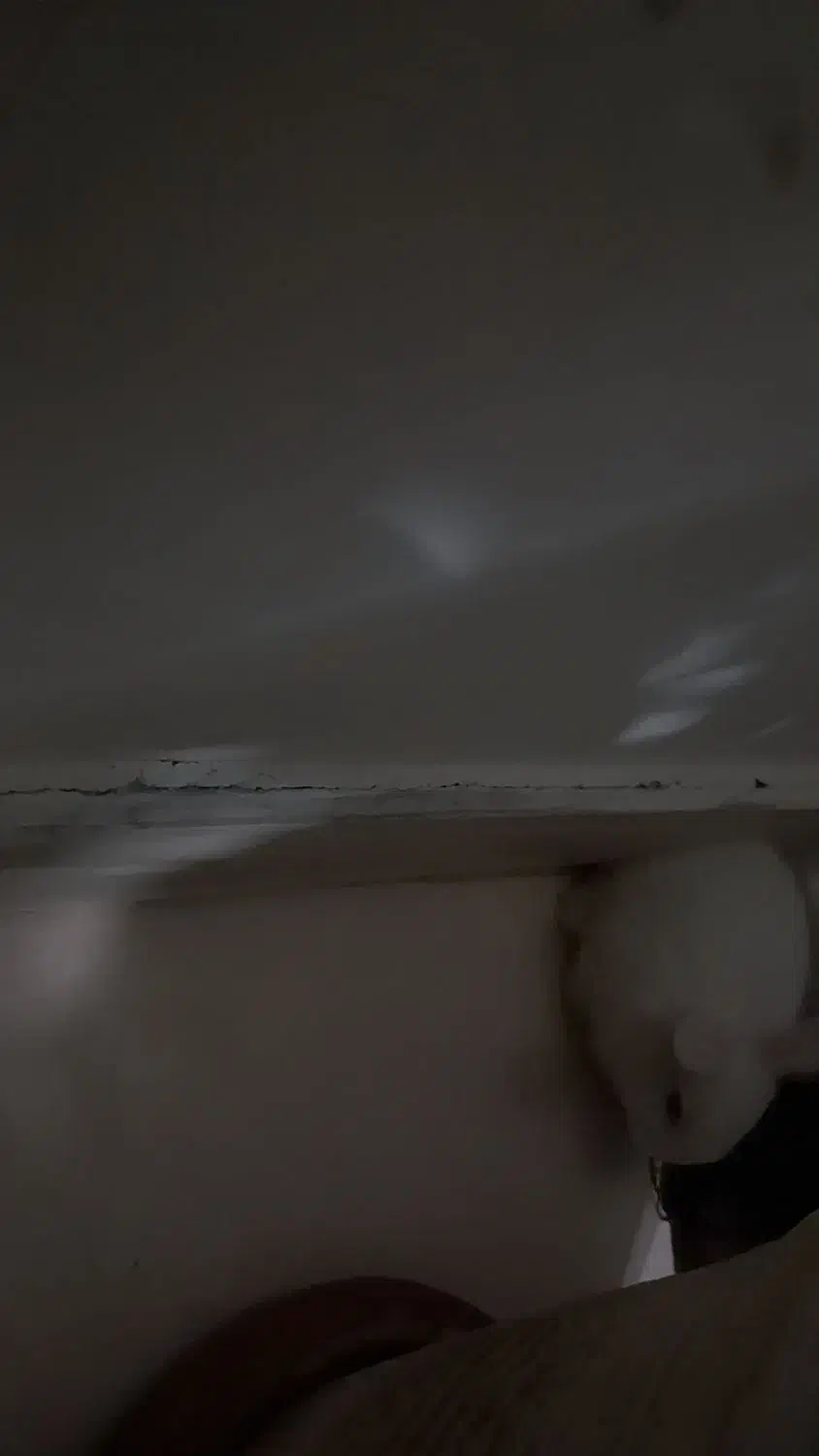 خرگوش نر واگذار میشود|موش و خرگوش|خلخال, |دیوار