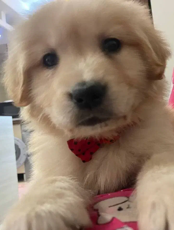 فروش سگ های خانگی نگهبان آموزش دار متنوع|سگ|کرج, عظیمیه|دیوار