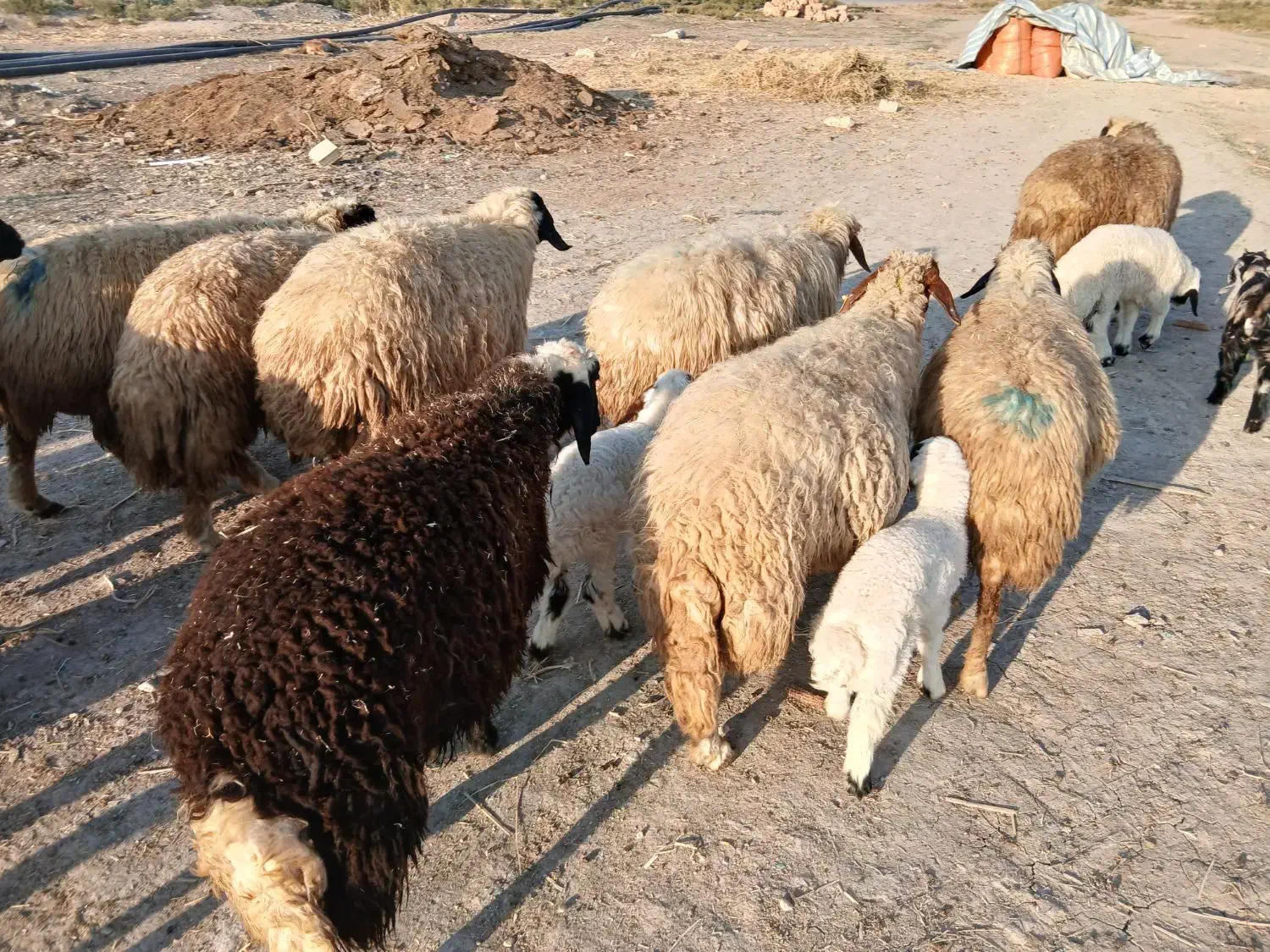 پیش و ور‌‌ک|حیوانات مزرعه|دره شهر, |دیوار