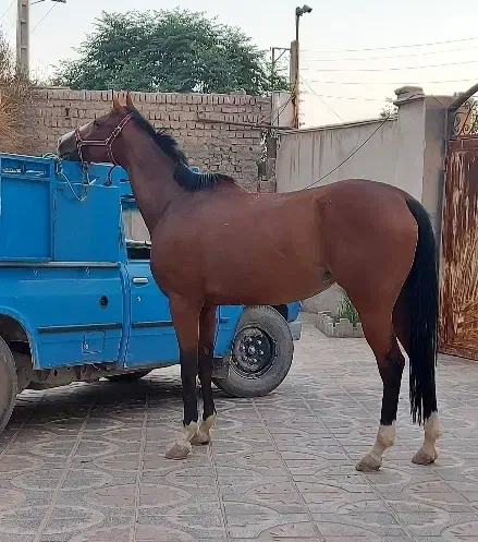 مادیان به همراه کره(اگودتا) مدارکدار|اسب و تجهیزات اسبسواری|ورامین, ورامین|دیوار