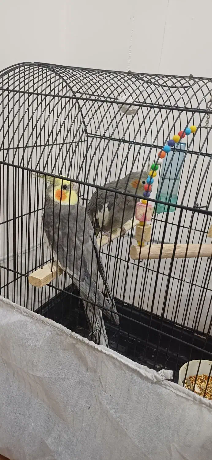 طوطی عروس|پرنده|سنگر, |دیوار