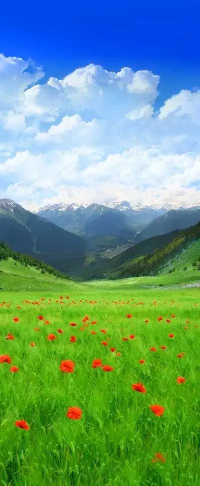 تور شخصی|تور و چارتر|تهران, پارک شهر|دیوار