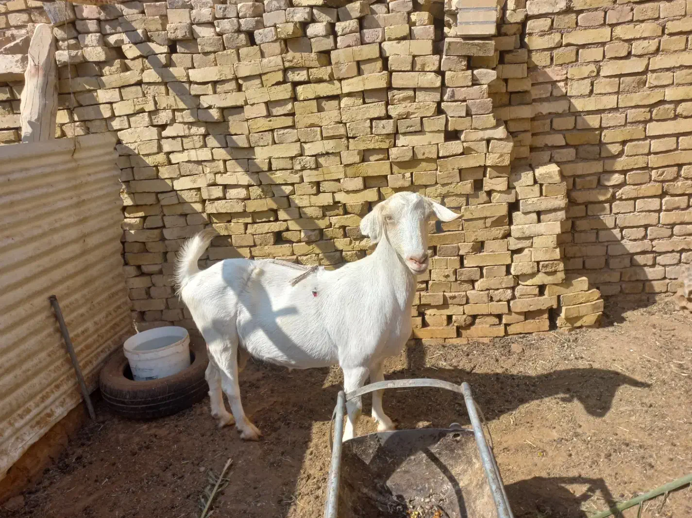 فروش بز دو رگ سانان|حیوانات مزرعه|میبد, |دیوار