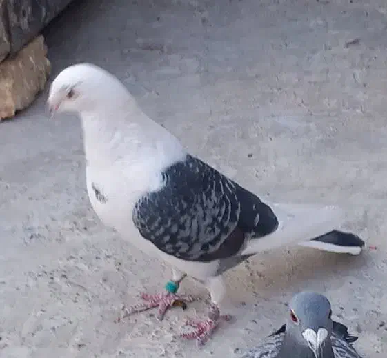 کبوتر  پلاکی دوبی|پرنده|پیر بکران, |دیوار