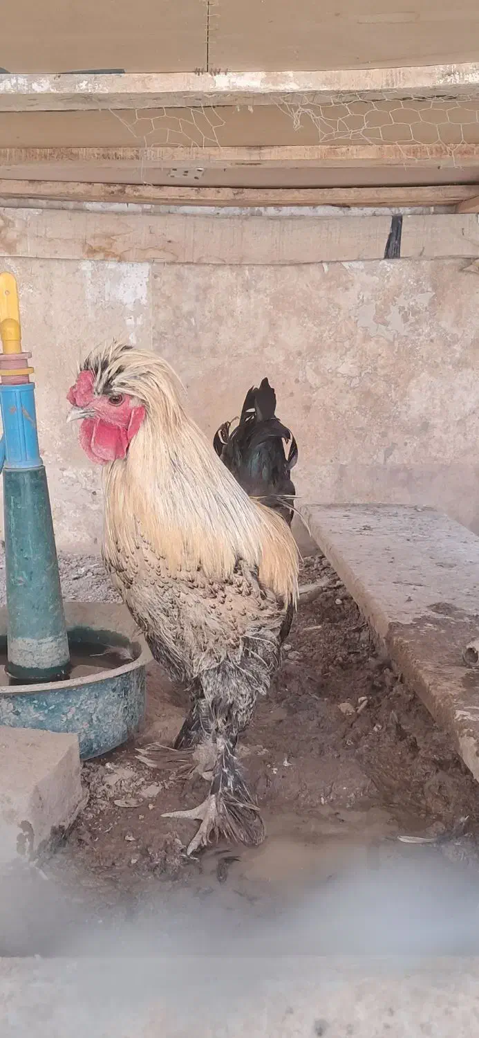 یک جفت سلطان و جوجه سلطان|حیوانات مزرعه|قم, انسجام|دیوار