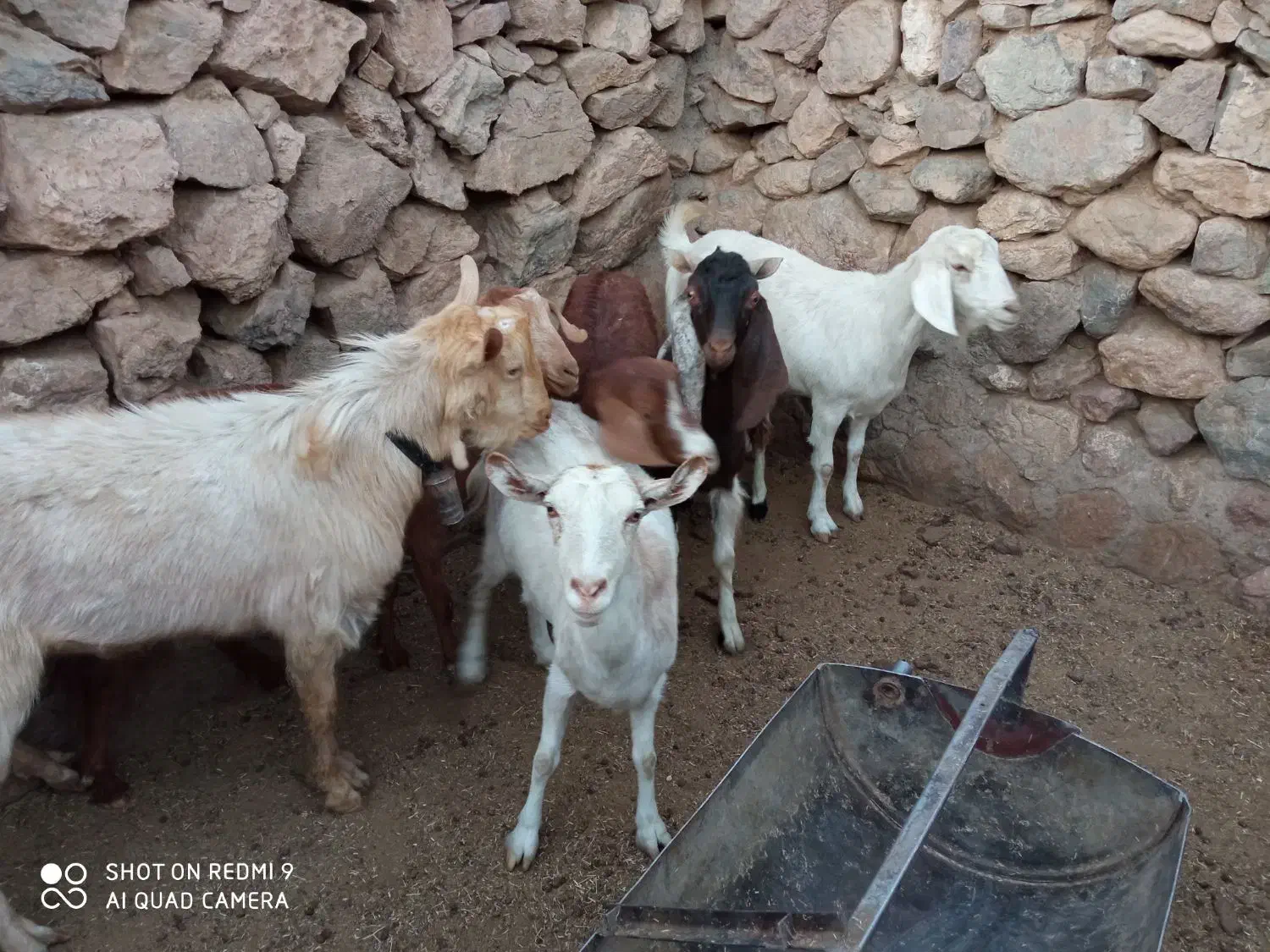 بز سرحال همه آبستن|حیوانات مزرعه|بفروئیه, |دیوار