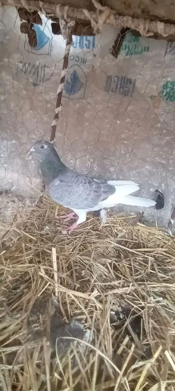 یک  کبوتر  سرور|پرنده|آبدانان, |دیوار