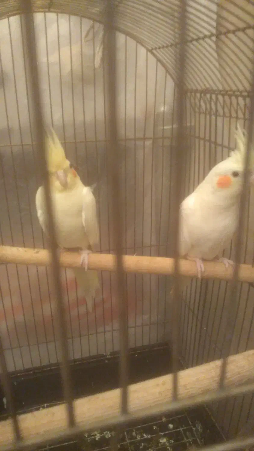 عروس هلندی|پرنده|شوشتر, |دیوار