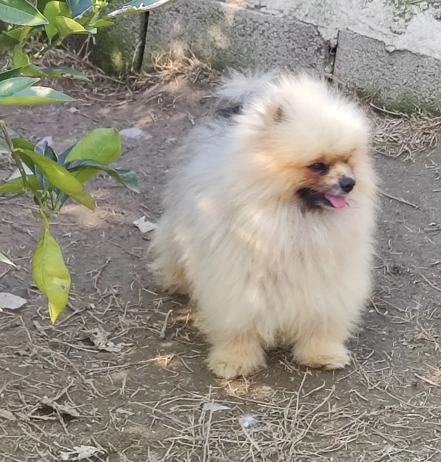 پامرانین پسر وارداتی|سگ|ساری, |دیوار