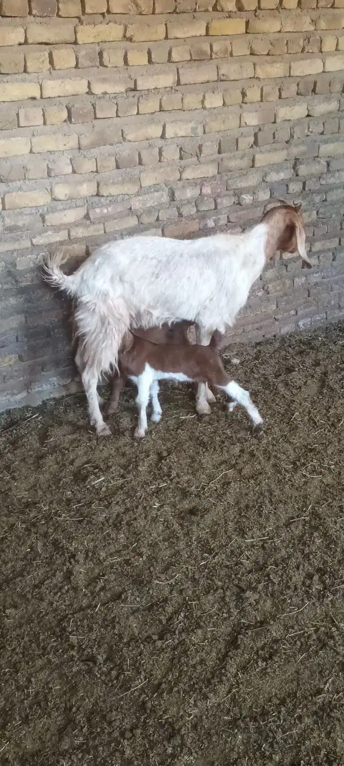 بز بزغاله میش|حیوانات مزرعه|تربتحیدریه, پائین ولایت|دیوار