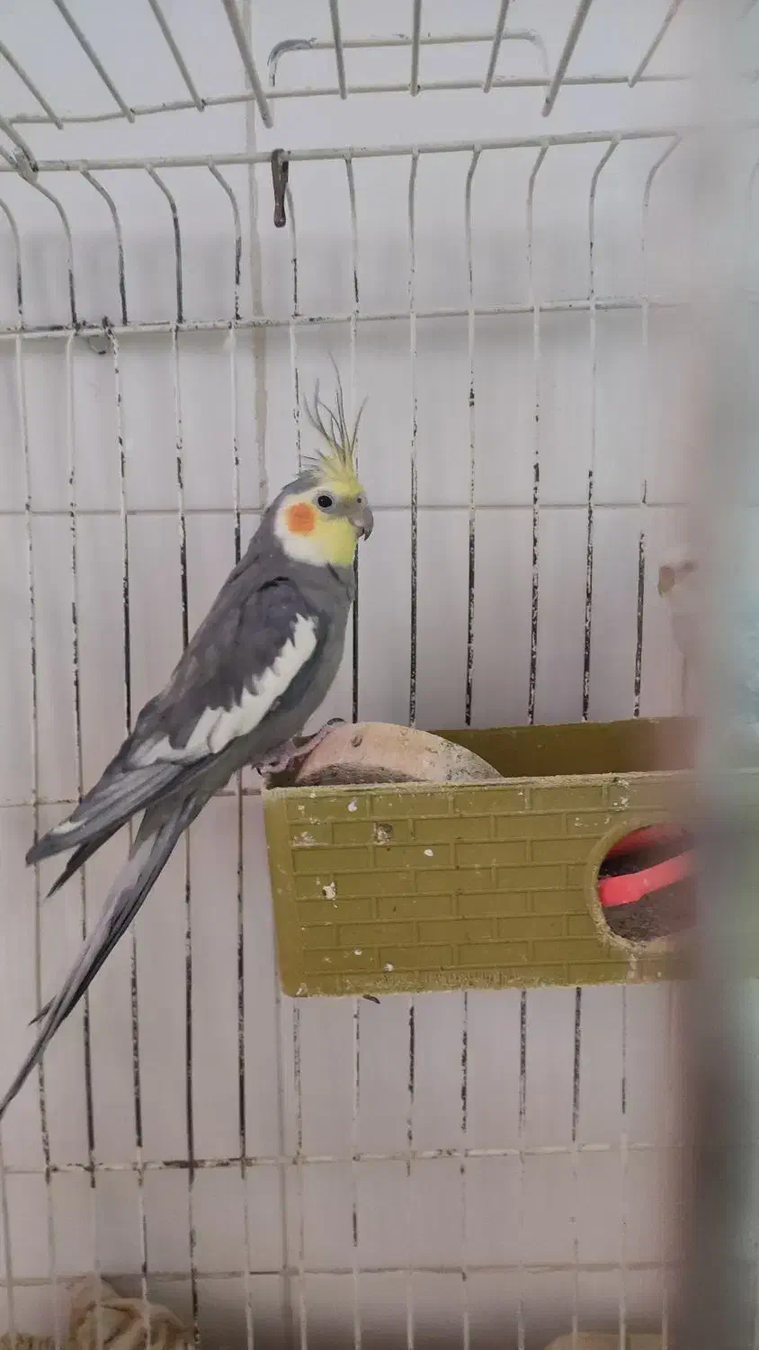 فروش عروس هلندی و مرغ عشق و قفس با هم|پرنده|ایلام, |دیوار