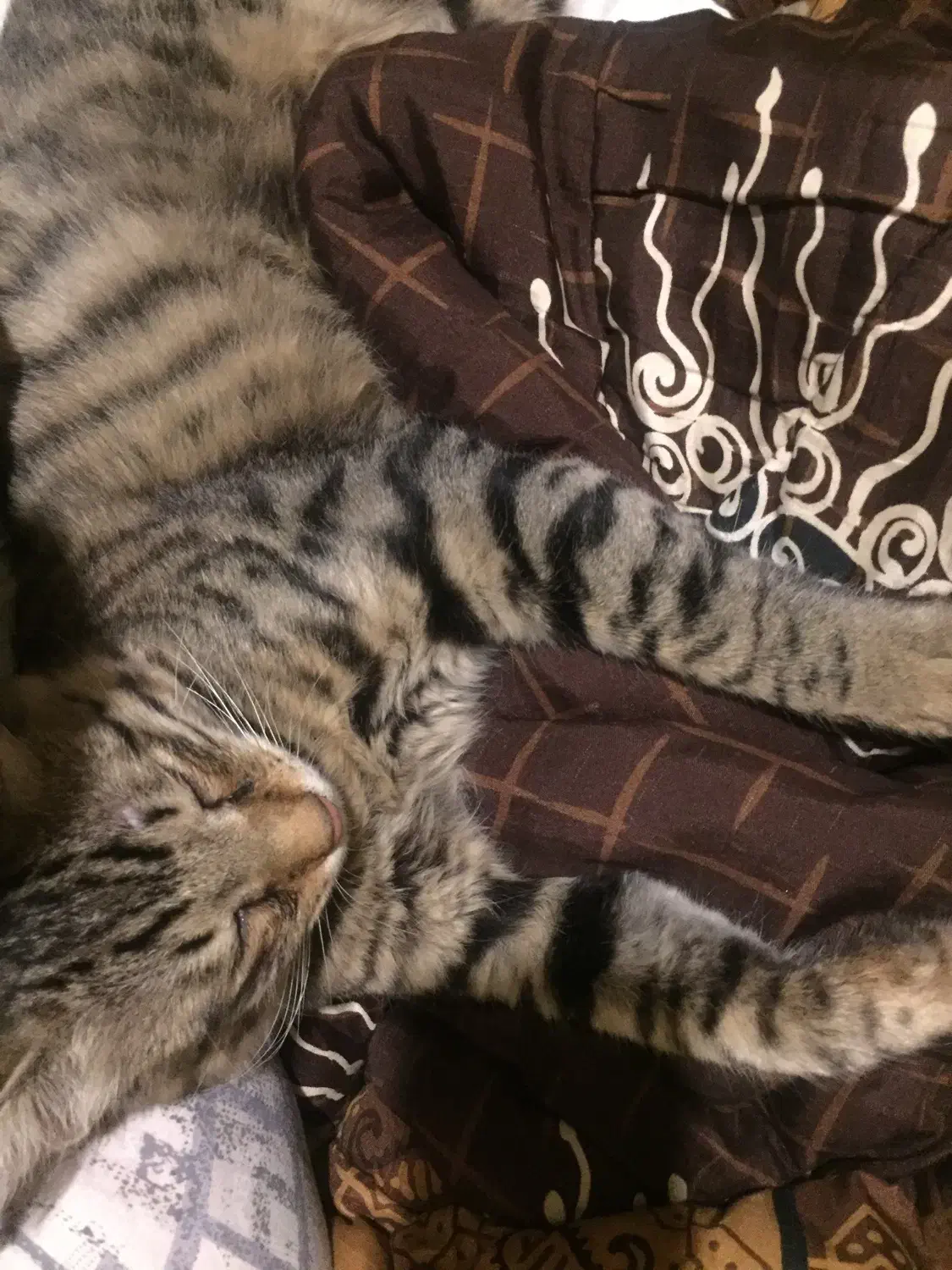 گربه جهت واگذاری با شرایط|گربه|نوشهر, |دیوار