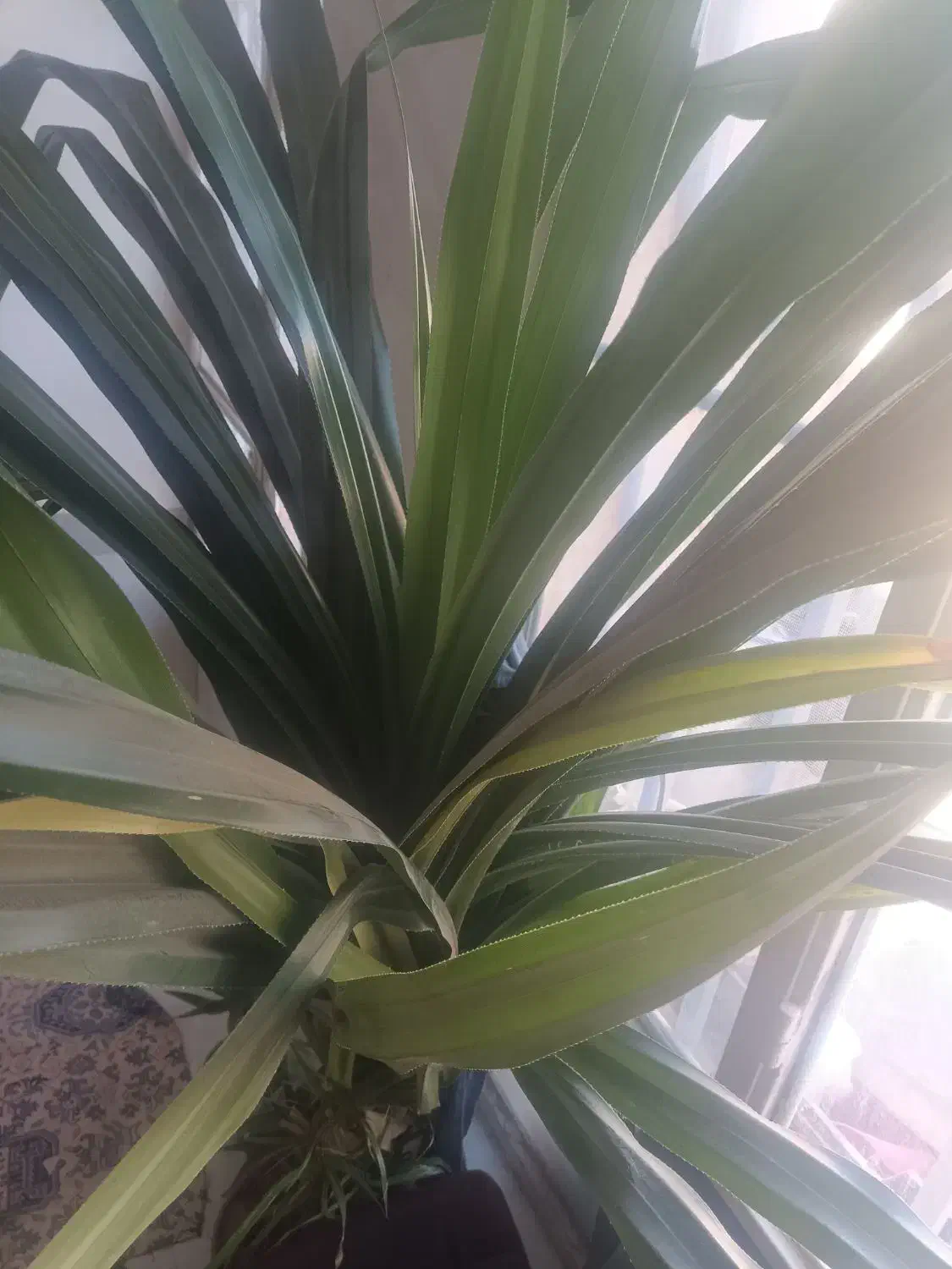 گل پاندانوس|گل و گیاه طبیعی|تربتحیدریه, سیلوی گندم|دیوار