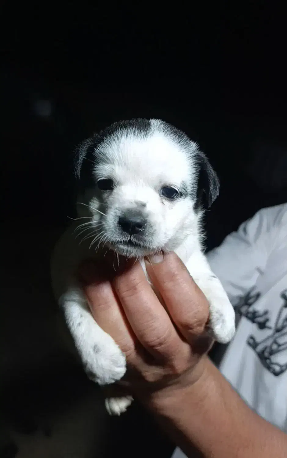 فروش سگ|سگ|رودسر, |دیوار