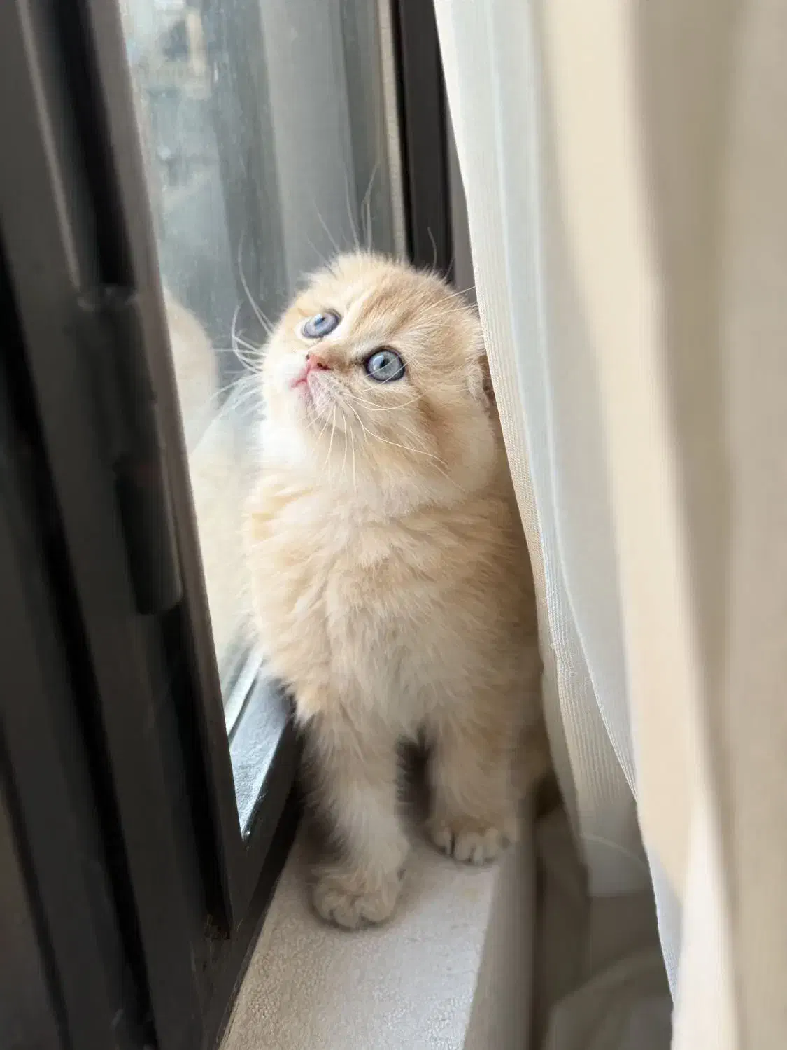 گربه اسکاتیش|گربه|تهران, آرارات|دیوار