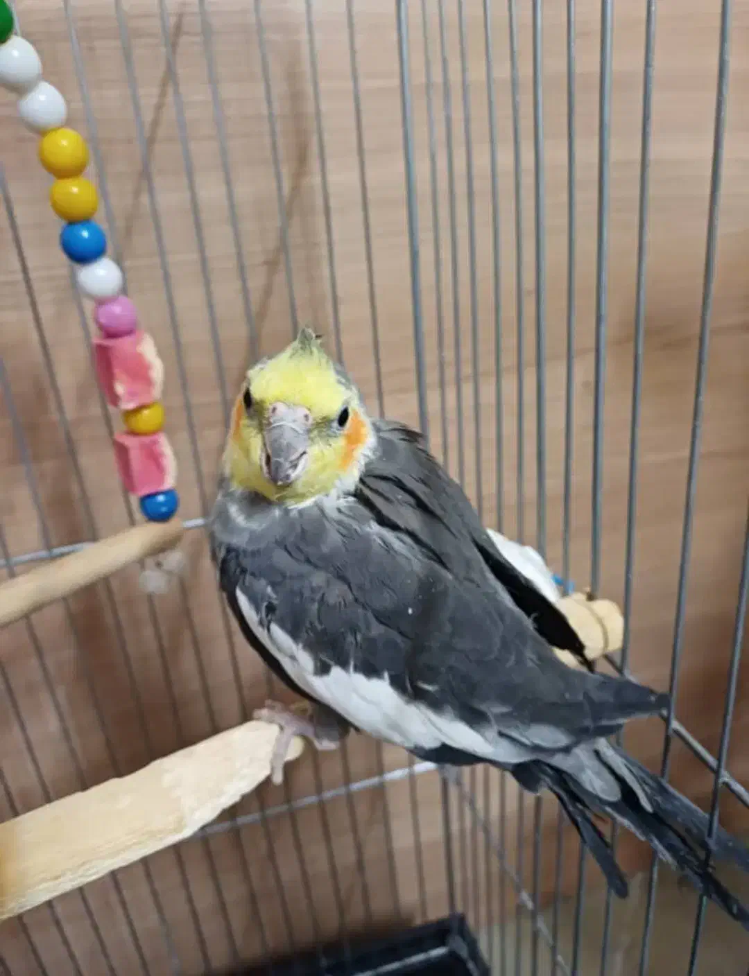 عروس هلندی|پرنده|تهران, ائمه اطهار|دیوار